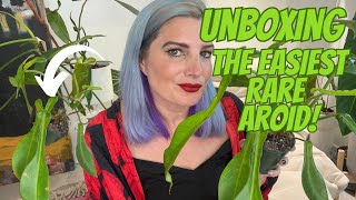 UNBOXING the Easiest Rare Aroid!📦 Philodendron Joepii 🌱 Don't be Scared of This Weird Looking Plant