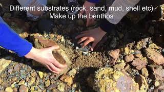 GTV2 3 1 Benthos - What is the Benthos?