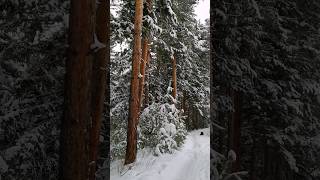 хвойный лес  зимой 💙 здесь видео-прогулки на природе 💙🌲 #лапка_mountain_dryad_