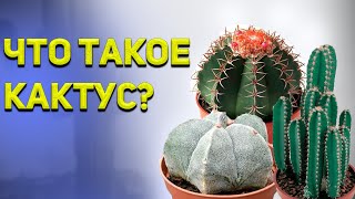 Кактусы. Что такое кактус?. История кактусов.