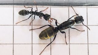 Colobopsis leonardi (Thailand) vs Myrmecia urens (Australia) 31.08.2024