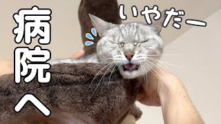 マロちゃんの肝臓の定期検査へ行ってきます！！