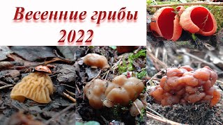 Строчки и сморчки в апреле 2022. Ура! Первые весенние грибы пошли рост!