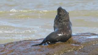 Young wild Fur Seal resting on a rock