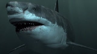 Megalodon - The Biggest Shark That Ever Existed! / Documentary (English/HD)