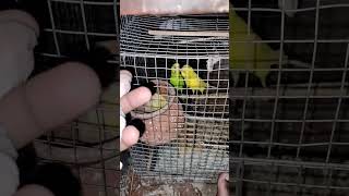 Albino baby red eye budgies #india #pakistan #bangladesh