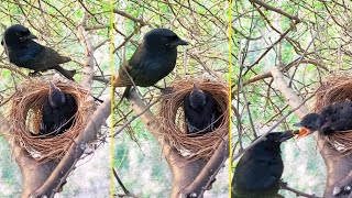 Black Drongo Bird Feeding It's Baby | Natural Wildlife | Black Drongo Bird Nest