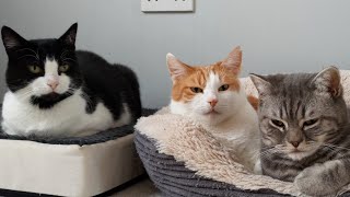 Relaxing Cat Video