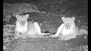 2 relaxed Lionesses at Tembe