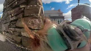 360 Video Pet. Camera on a Yorkie 😀😀😀