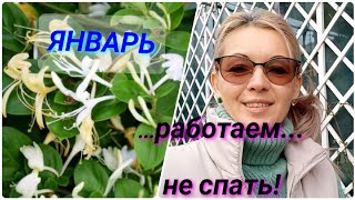 Vlog-105 Стрижка Жимолости каприфоль✂️🍃жизнь черенков 5.01.22г.