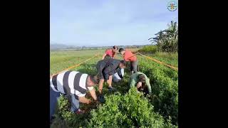 Alfalfa Harvest Yields 5.8mt Silage /Hectare