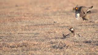 Prairie chickens fighting