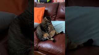 А что мы делали? Кушали! #animals #животные #cat #кот #приколы #приколыскотами #cats #прикол