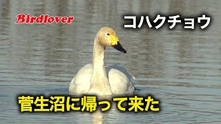 菅生沼にコハクチョウが帰ってきた / Tundra swan