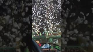 video cotton