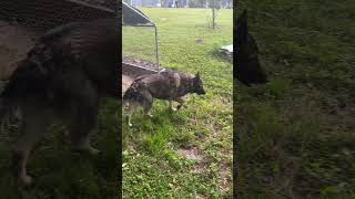 Loki and gabby both are trouble! #cow #germanshepherd  #ranch #farming #shorts