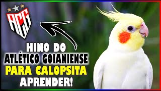 ASSOBIO CALOPSITA - HINO DO ATLÉTICO GOIANIENSE! (PARA ENSINAR CALOPSITA)