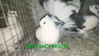 DRB FANCY PIGEON|SUBSCRIBE LIKE SHARE MY CHANNEL| call 9862397265