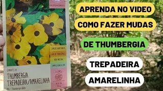 Como plantar trepadeira amarelinha pela semente