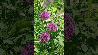 PRETTY COMBINATION! Allium & Bleeding Heart!!!