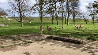 Zoo Keeper Talks - Sika Deer