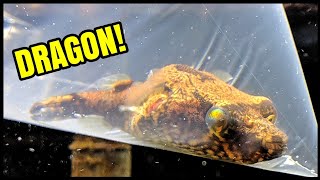 Finding Rare DRAGON Fish for Aquarium!