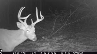 2021 Bucks are still carrying Antlers. Lets cut some more trees down