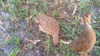 The Partridge's Call: A Symphony of Nature | Vlogs and Hunting.