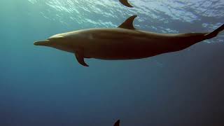 House Reef Dives - Kailua Kona, Hawaii - March 25, 2022