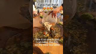 Amazing Table Fish Pond 😍