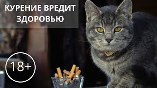 Видели Курящих Котов и Кошку с Сигаретой? Смешные кошки. Приколы с котами| Smoking cat. Funny cats