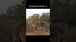 Captan jirafas peleando de manera brutal 😱