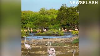 Animal Lovers Share Footage Of Wild Flamingos In Caribbean