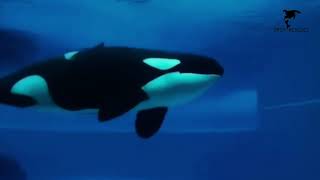 Free Kiska from Marineland Canada