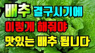 배추 속이 차는시기(결구)에 이렇게 해줘야 맛있는 배추 됩니다