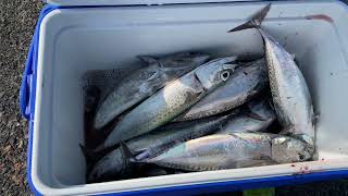 60PCS NA TULINGAN ANG HULI,  SULIT KAHIT 3HRS ANG BIYAHE, NUMAZU JAPAN #sanpangvlog #numazufishing