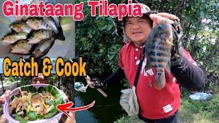 Catch and Cook | Ginataang Tilapia | Buhay probinsya...