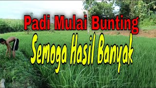 Padi Mulai Bunting Subur Semoga Hasil Melimpah