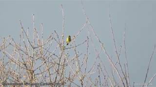 Обыкновенная зеленушка - Carduelis chloris - European greenfinch