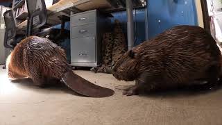 Busy Beavers Gather Branches And Hug It Out