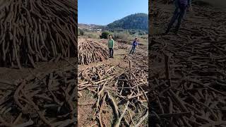 charcoal making