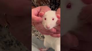 Petting a red eyed rat 🫣