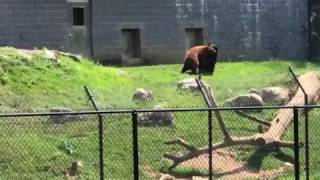 Black Bear vs. Brown Bear at Zoo!