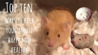 10 WAYS TO KEEP YOUR MOUSE HAPPY AND HEALTHY