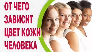 От чего зависит цвет кожи человека