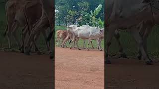 Cows taking over the road