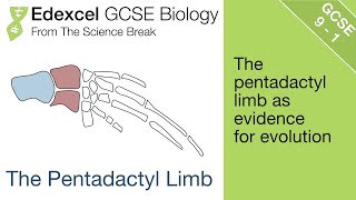 Edexcel GCSE Science and Biology - The Pentadactly Limb