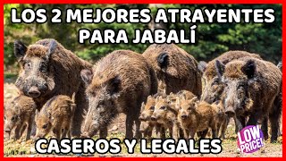 🔴 Crea 2 Atrayentes para Jabalí Caseros Muy Fácil y usarlos, eficaces. Como atraer puerco chancho