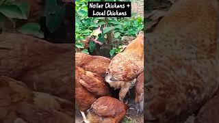 My Noiler Chickens Feeding with Nigerian Local Chickens